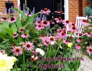 Purple coneflowers in full bloom